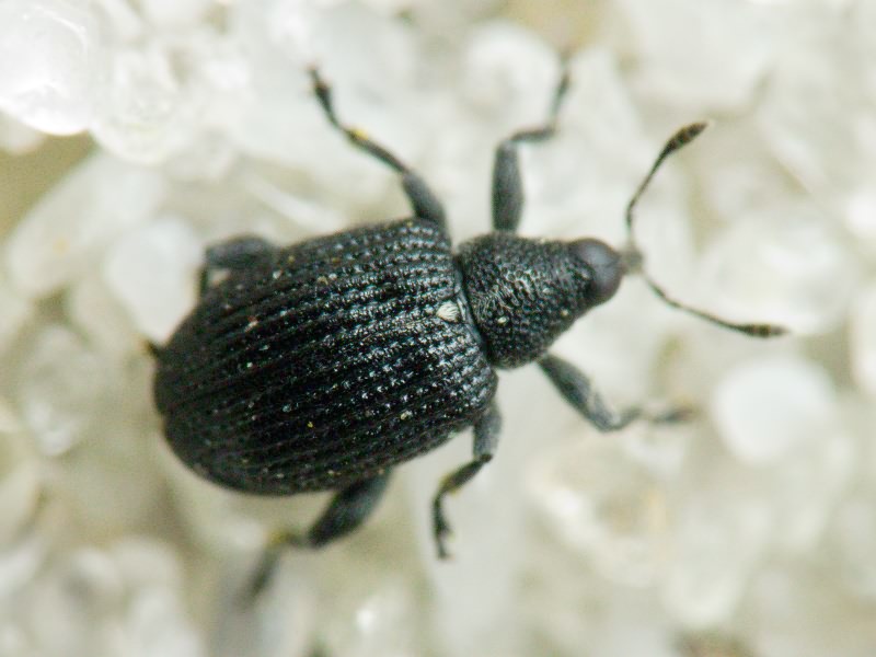 Tachyerges stigma (complex)